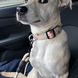 Entry image for Bailey