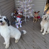 Entry image for Cosmo and Fergus 