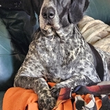 Entry image for Piper