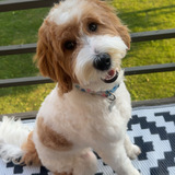 Entry image for Nala