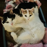 Entry image for Gary and Daisy