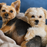 Entry image for Tucker and Theo