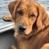 Entry image for Waylon