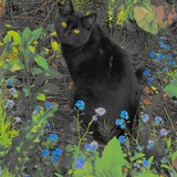 Entry image for Scum Cat