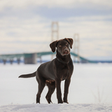 Entry image for Teddy
