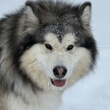 Entry image for Loki