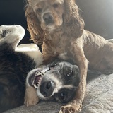 Entry image for Harper & Bella
