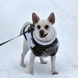 Entry image for Oliver
