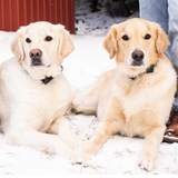 Entry image for Mac & Hank