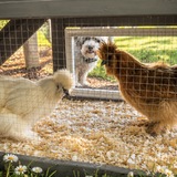 Entry image for Dogs name Bentley, chickens names Whitey and red