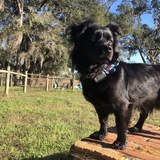 Entry image for Millie