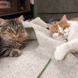 Entry image for Ivy and Auggie