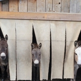 Entry image for Spunky, Izzy, Ellie
