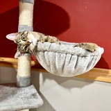 Entry image for Kitty
