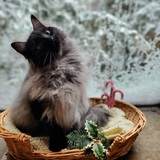 Entry image for Clarice