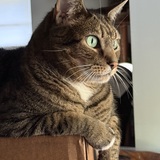 Entry image for Mittens