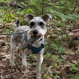 Entry image for Willie