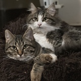 Entry image for Tiger and Lilly