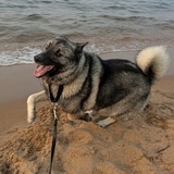 Entry image for Mikko