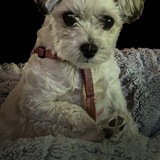 Entry image for Bokhee