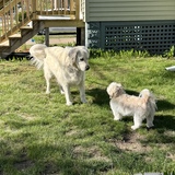 Entry image for Gordie and Pearl