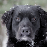 Entry image for Pepper