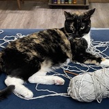 Entry image for Lily