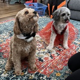 Entry image for Charlie & Josie