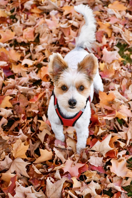 Entry image for Otis . Clicking this image will show a larger photo
