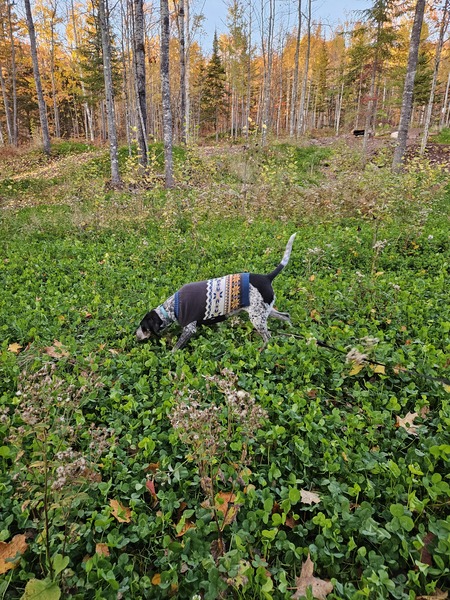 Entry image for Sage. Clicking this image will show a larger photo