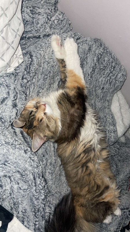 Entry image for Princess Carolyn. Clicking this image will show a larger photo
