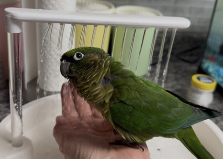 Entry image for Ruby. Clicking this image will show a larger photo
