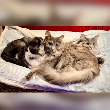 Entry image for Ollie, Cecelia & Evie. Clicking this image will show a larger photo