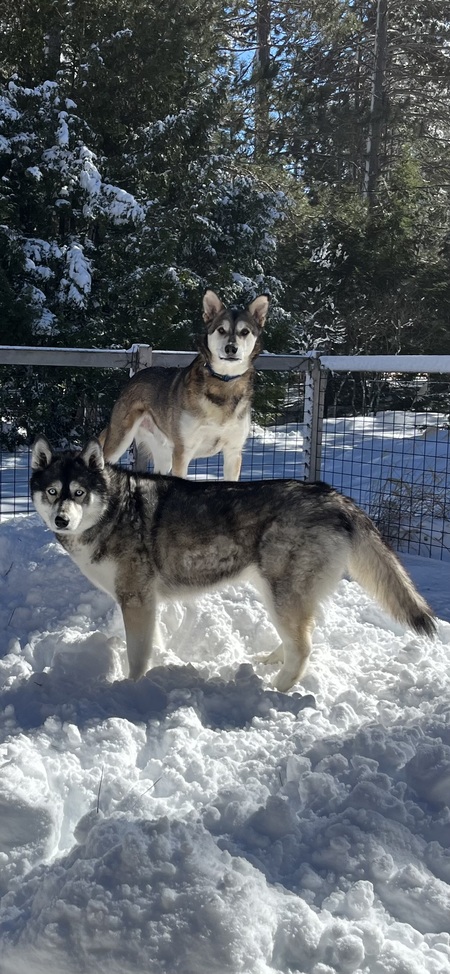 Entry image for Maggie Mae & Grover. Clicking this image will show a larger photo