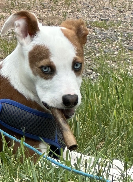 Entry image for Finn. Clicking this image will show a larger photo