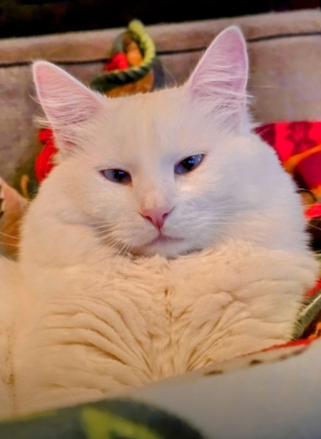 Entry image for Kimba. Clicking this image will show a larger photo