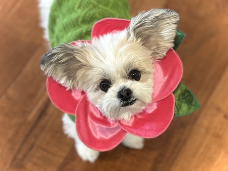 Entry image for Poppy Cosco. Clicking this image will show a larger photo