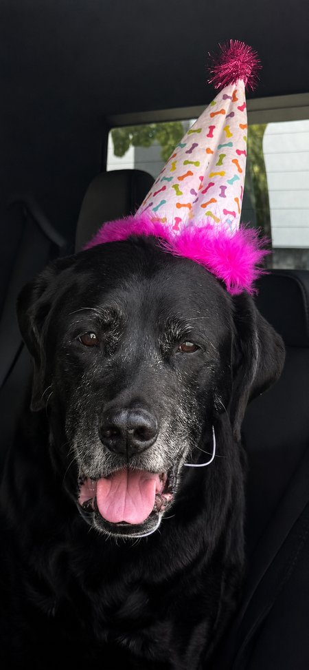 Entry image for Kobie . Clicking this image will show a larger photo