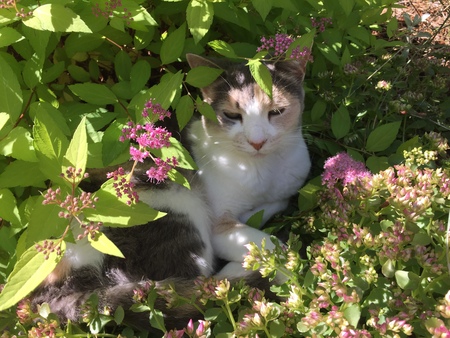 Entry image for Olive. Clicking this image will show a larger photo