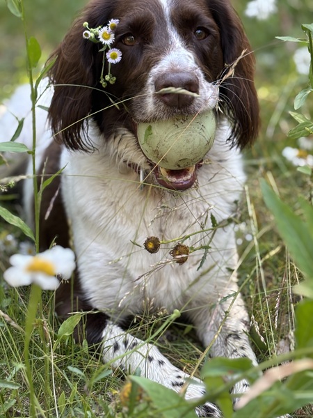Entry image for Loki. Clicking this image will show a larger photo