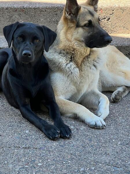 Entry image for Kona and Zoey. Clicking this image will show a larger photo