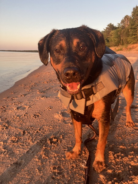 Entry image for Sully. Clicking this image will show a larger photo