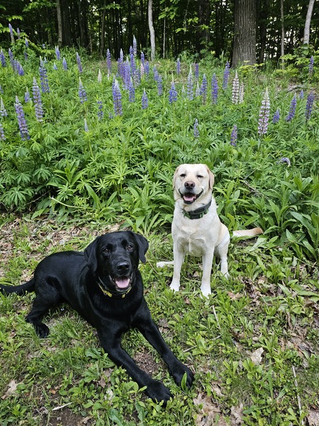 Entry image for Walter and Maggie. Clicking this image will show a larger photo