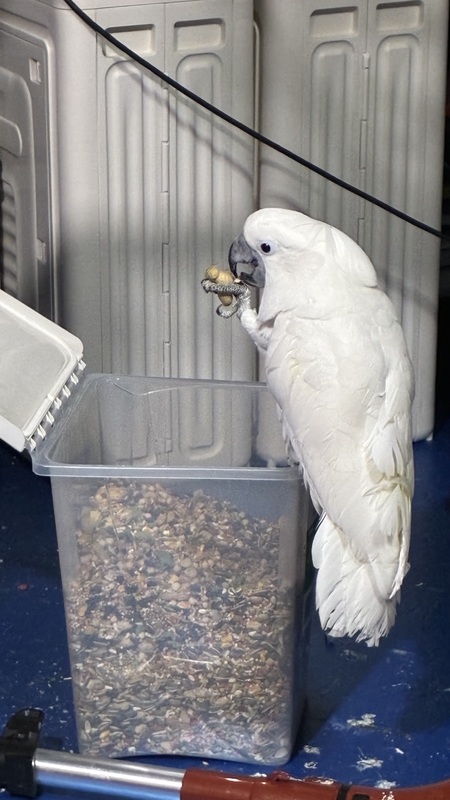 Entry image for Meela. Clicking this image will show a larger photo