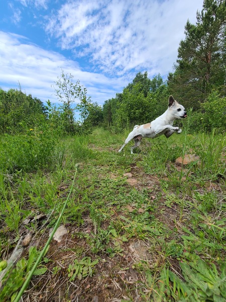 Entry image for Widget. Clicking this image will show a larger photo