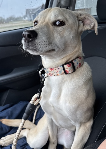 Entry image for Bailey. Clicking this image will show a larger photo