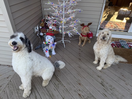 Entry image for Cosmo and Fergus . Clicking this image will show a larger photo