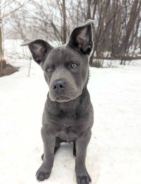 Entry image for Rex. Clicking this image will show a larger photo