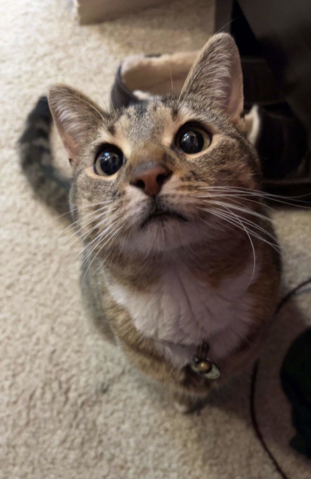 Entry image for Keela. Clicking this image will show a larger photo