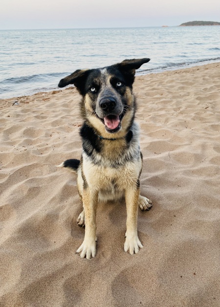 Entry image for Lucy. Clicking this image will show a larger photo